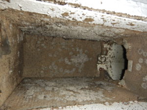 Cladosporium mold in moldy AC duct in Miami.