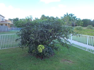 Cladosporium forming a sooty mold on a Julie Mango tree in Palm Beach County Fl.