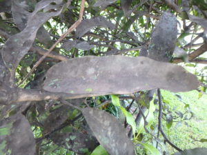 Sooty mold on leaves.