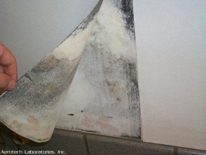 mold growing indoors behind wallpaper