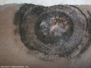 Toxic black mold bullseye shaped colony.