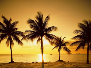 Tropical Florida sunrise stock image with four palm trees in front of calm ocean.
