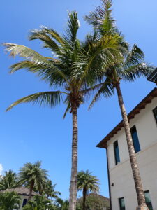 A small section of a Palm Beach home behind two palm trees.