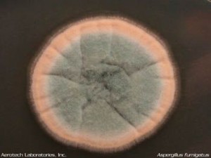 Aspergillus fumigatus mold in petri dish. A fumigatus sometimes causes fungal infections in the lungs. <yoastmark class=