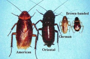 Image of three roaches. Americal cockroach, Oriental Cockroach, and German Cockroach.