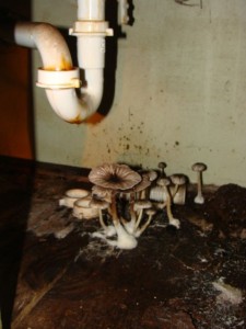 Inspect for mold and leaks under sinks by touching the drain pipe. Mushrooms are growing under this sinks drain pipe. 