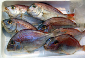 Fish odor depicted by image of seven smelly looking dead fish. Fish odor is caused by a chemical called trimethylamine. this chemical is produced by dead fish and by burning electrical components. 