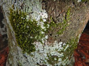 The green patch at the top center section of the image is moss on a tree trunk.