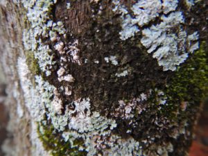 Sooty mold on the same tree as the patch of moss, and the patch of lichens. 