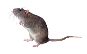 A rat or other very similar rodent.