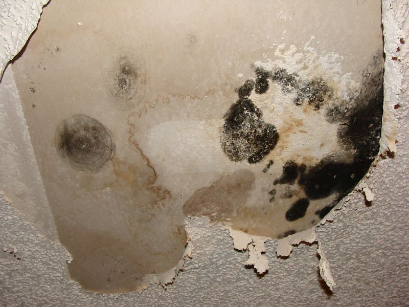 Signs of Black Mold Growth