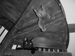 Cats release allergens