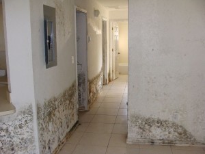 Mold growing in a home found during a mold inspection.