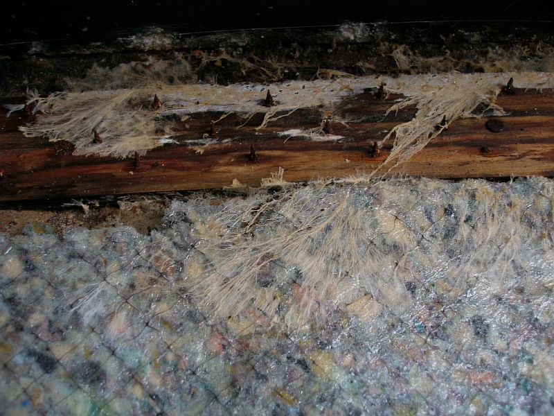 Mold And Amphopods Living On Tack Strip