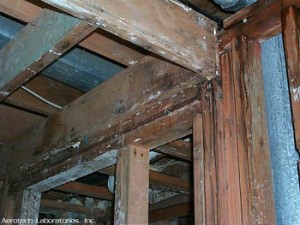 Mold in an unfinished room.