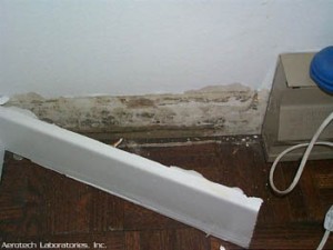 mold behind baseboard found during one of our mold inspections.