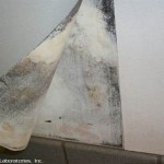 Stachybotrys behind wall paper. Mold testing may not locate hidden mold. But mold odor detection by a good mold inspector can sometimes locate such problems. 