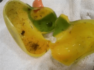 Rubber duckie type bath toy that has been cut open to show mold growing inside it.