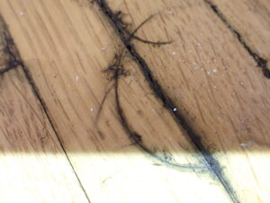 Closer view of mold coming up between the floorboards. 