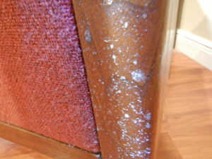 Humidity induced Pen Asp growing on a chai in an attorneys office in Miami Fl.