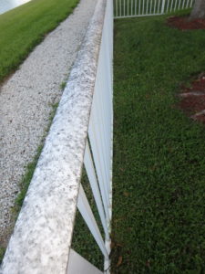 Cladosporium on a metal fence. It is feeding on sap pooped out by insects in a nearby tree.