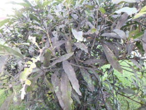 Close up of sooty mold or Cladosporium on mango tree.