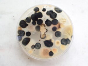 Reverse side of a home mold test kit. I turned it upside down to show what the bottom of the colonies look like. 