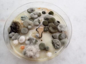 Home mold test kit with mold colonies that I did some analysis of at home. 