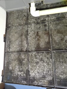 Moldy AC filter #1