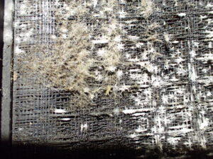 Moldy AC filter #1