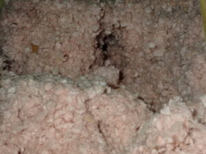 Close view of rat tunnel in attic insulation. 